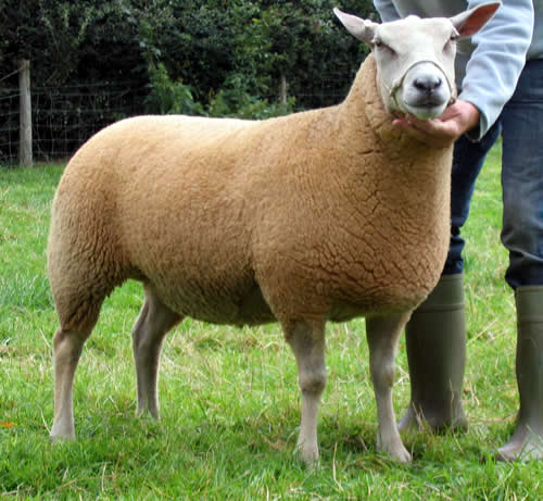 Edstaston Lacey Edstaston Lacey